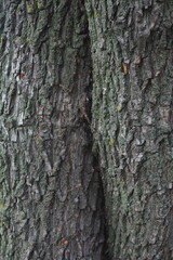 Obraz premium Close-up texture of rough tree bark with natural patterns and green moss