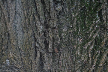 Close-up texture of rough tree bark with natural patterns and green moss