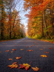 Autumn Road Through Vibrant Fall Forest - Scenic Fall Drive