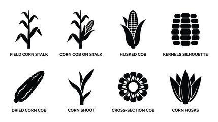 Various corn plant stages and parts in silhouette for agriculture. Stalk, cob, kernels, husks, shoot, cross-section.