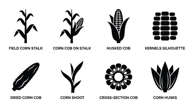 Various corn plant stages and parts in silhouette for agriculture. Stalk, cob, kernels, husks, shoot, cross-section.