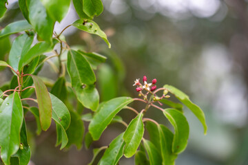 Santalum freycinetianum, the forest sandalwood, Freycinet sandalwood, or ʻIliahi, European mistletoe family, Santalaceae.  Mauʻumae Ridge Trail (Puʻu Lanipō), Honolulu, Oahu, Hawaii. Koʻolau Range