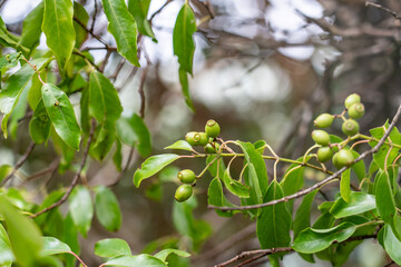 Santalum freycinetianum, the forest sandalwood, Freycinet sandalwood, or ʻIliahi, European mistletoe family, Santalaceae.  Mauʻumae Ridge Trail (Puʻu Lanipō), Honolulu, Oahu, Hawaii. Koʻolau Range