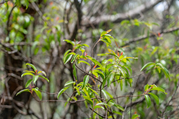 Santalum freycinetianum, the forest sandalwood, Freycinet sandalwood, or ʻIliahi, European mistletoe family, Santalaceae.  Mauʻumae Ridge Trail (Puʻu Lanipō), Honolulu, Oahu, Hawaii. Koʻolau Range