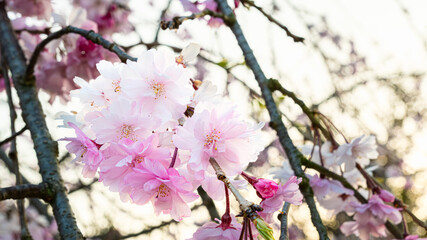 しだれ桜のアップ