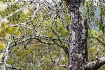 Santalum freycinetianum, the forest sandalwood, Freycinet sandalwood, or ʻIliahi, European mistletoe family, Santalaceae.  Mauʻumae Ridge Trail (Puʻu Lanipō), Honolulu, Oahu, Hawaii. Koʻolau Range