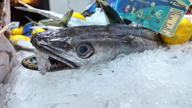 Close-up of fresh hake on crushed ice, fish market