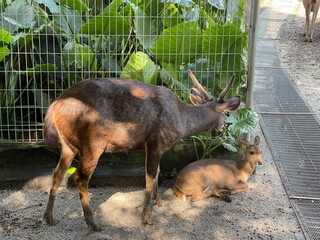 A sambar deer standing beside a smaller fawn resting on the ground inside a fenced enclosure at zoo, with tropical leaves in the background.