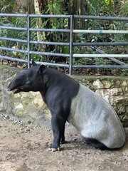 Fototapeta premium A Malayan tapir is sitting and resting inside its zoo enclosure.