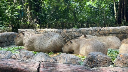 One capybara, freshly out of the water with wet fur, lies on a pile of green leaves, while another...