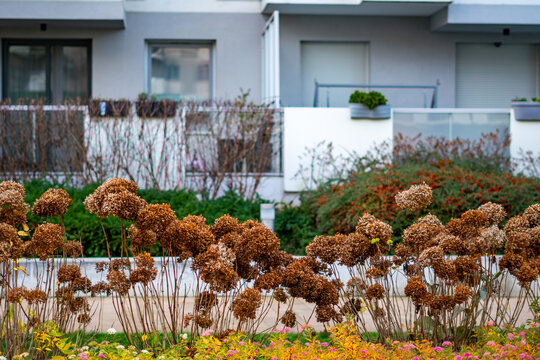 Dried brown hydrangea flower heads in landscaped garden bed in front of modern apartment building with balconies, photographed from low angle in diffused daylight.