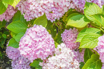 Vibrant Pink Summer Hydrangea Flowers Contrasted with Fresh Green Leaves