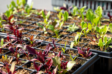 Red and green young early stage vegetable, lettuce or salad seedlings growing in a grid of small plastic cells in trays in a bright sunny greenhouse 