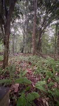 Camping And Stay aT the Small Hunt At The Durian Trees Fruits Waitting For The Durian To Drop,At This November To December Is The Durian Seasion At Asia Country,With Green Forest And Beautiful Scenery
