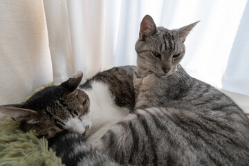 窓辺でくつろぐ二匹の猫　キジトラ・サバトラ猫	