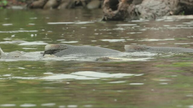 Chinook Salmon Tails Breaking Water on the American River