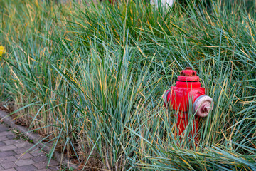 Overgrown red fire hydrant surrounded by tall ornamental grasses along pedestrian walkway in modern residential housing area