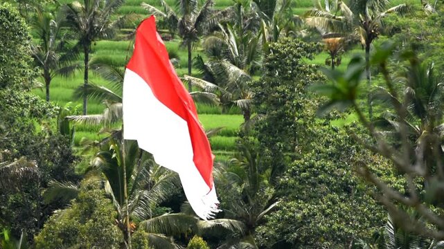 Indonesian Flag,Red and White color,( Bendera Merah Putih),Indonesian independence day, with rice terraces background