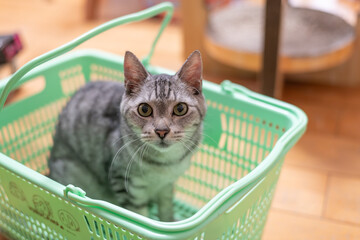カゴの中でくつろぐ可愛い猫　サバトラ猫	