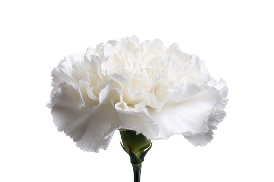 white carnation flower isolated on white background