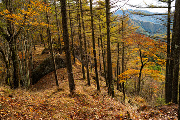 美しい紅葉の森を歩く