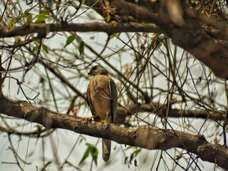 Image Description
The image shows a bird of prey perched on a thick tree branch in a natural forest setting. The bird has:
A brownish, finely barred chest
Grayish-brown head
Sharp hooked beak, type
