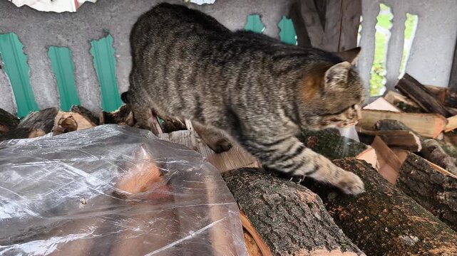 The cat sharpens its claws on a pile of firewood next to a plastic bag