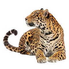Fototapeta premium Jaguar Laying Calmly with Curled Tail.