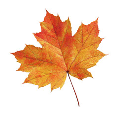 A vibrant autumn maple leaf, showcasing rich orange and yellow hues with intricate veins, isolated against a striking transparent background. background removed