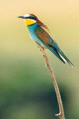 Colorful bird perched on a branch in a natural setting during daylight hours