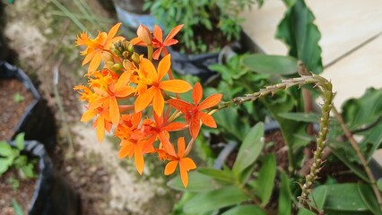 Vibrant orange epidendrum radicans flowers blooming beautifully in garden sunlight, ideal for summer botanical designs and natural beauty promotions