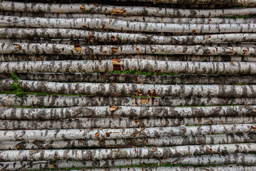 Stack of Birch Logs in Rustic Outdoor Wall Nature Texture Background
