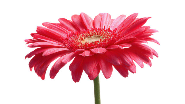 Vibrant Pink Gerbera Daisy Flower Isolated on Black isolated on a transparent background
