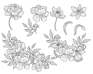 Hand Drawn Rose and Blossom Flower