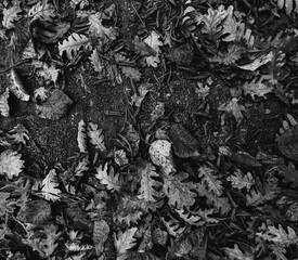 A black and white, high-angle, full-frame close-up shot of dry, fallen oak leaves and twigs scattered on dark soil, creating a natural autumn background or texture. 