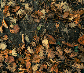 A high-angle, full-frame close-up shot of dry, fallen oak leaves and twigs scattered on dark soil, creating a natural autumn background or texture. 