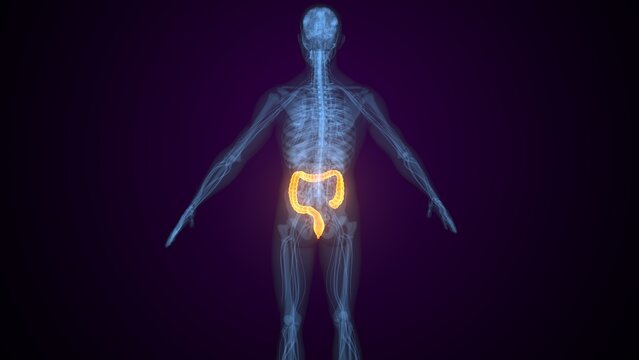 Male large intestine anatomy. 3d illustrations