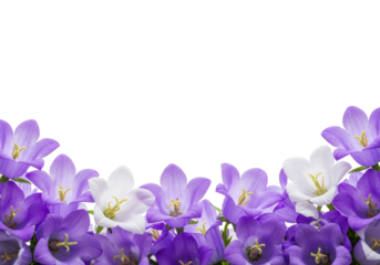 Delicate purple and white bellflowers, macro studio shot with high-key lighting on a transparent background with copy space, spring beauty concept