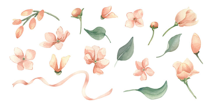 Blossoms delicate watercolor set isolated on white. Hand painted pink flowers, botanical foliage and satin ribbons for design. Floral elements in peach for baby girl birth and shower invitations.