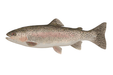 Detailed realistic depiction of a freshwater Rainbow Trout fish isolated on white background