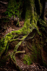 Detailed close-up of moss-covered tree roots in a forest. Rich textures, earthy tones and natural light highlight the organic structure and woodland environment.