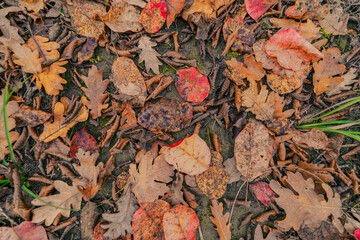 autumn leaves background