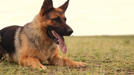 Energetic pet on a summer afternoon, German Shepherd s face close-up in nature, Fluffy friend panting on a warm day, Playful dog s expression caught on camera, Calm and composed German Shepherd