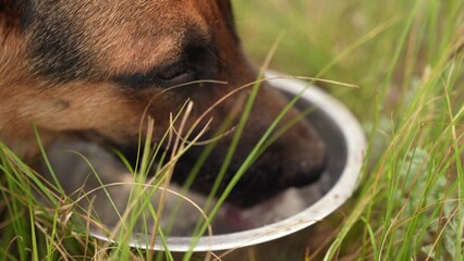 Hands pouring water for a thirsty dog, Brown fur and gentle eyes, Metal bowl outdoors, Trust between human and animal, Nature setting for pet care, Water droplets in action, Hydration for active dogs