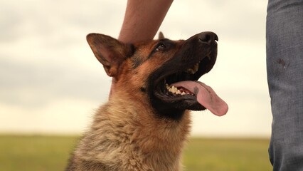 Panting dog after playtime, Owner petting German Shepherd, Close human-pet relationship, Petting session in the field, Relaxed dog enjoying the moment, Happy summer dog, Human and dog outside together