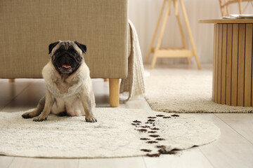 Cute pug dog with muddy paw prints on rug at home