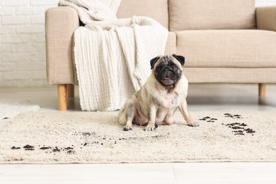 Pug dog with muddy paw prints on carpet at home
