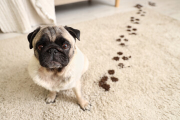 Cute pug dog with muddy paw prints on carpet at home, closeup © Pixel-Shot