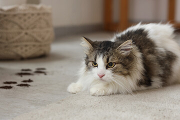 Cute cat with muddy paw prints on floor at home, closeup
