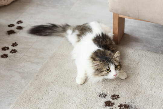 Cute cat with muddy paw prints on carpet at home